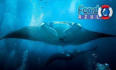 Manta ray scuba diving