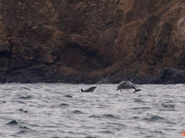 Dolphins at Salango Island